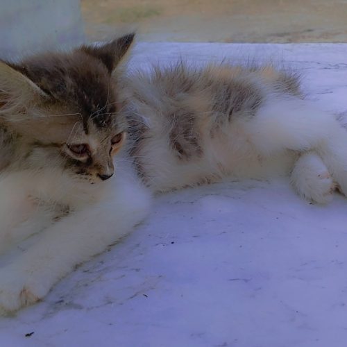 گربه پشمالو