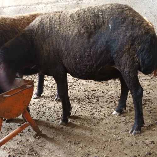 3 عدد گوسفند جوان آبستن    2 ماه شکم