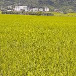 7000متر زمین مزروعی سند دار در تالش