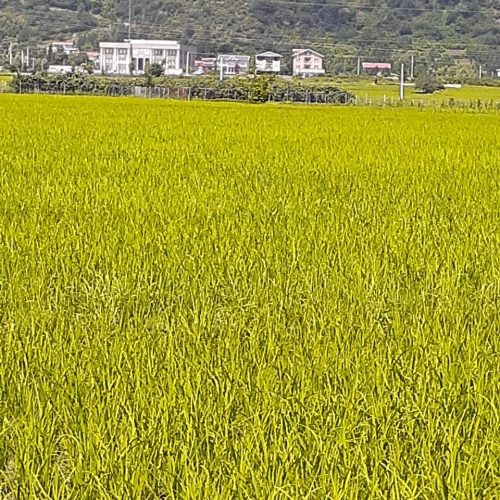 7000متر زمین مزروعی سند دار در تالش