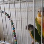 گرینچیک جفت گرینچیک فروش فوری