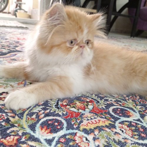 گربه پرشین گارفیلدی