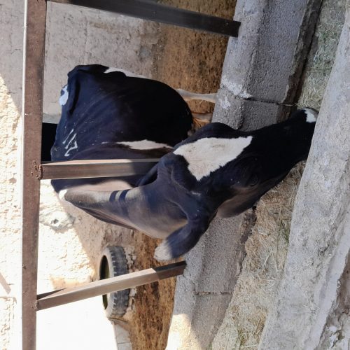 گاو به همراه گوساله
