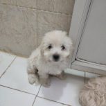 توله سگ شیزو دو ماهه