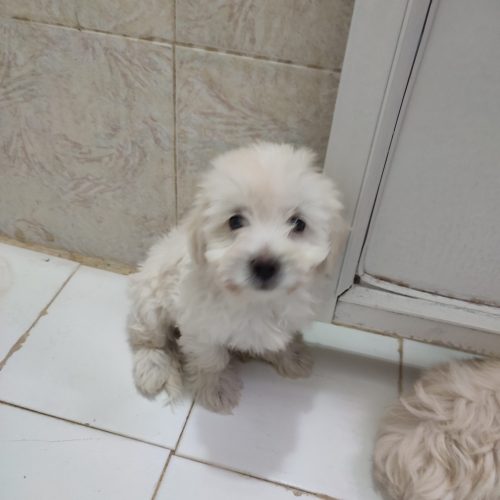 توله سگ شیزو دو ماهه