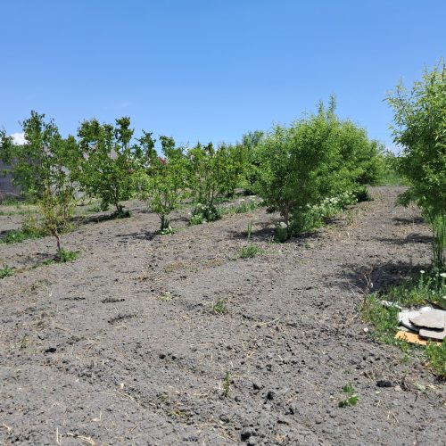 باغ 1050 متری با درختان بارده