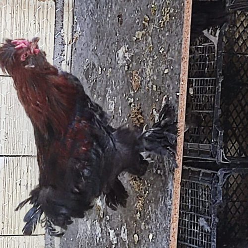 خروس سلطان و لهستانی