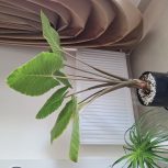 گل بابا آدم