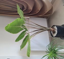 گل بابا آدم