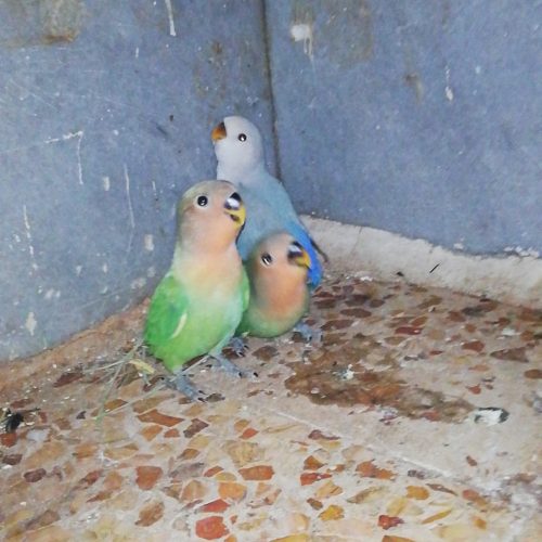 فروش جوجه طوطی برزیلی