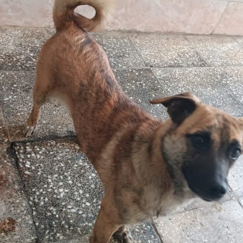 سگ ماری(ماده)ادم گیر