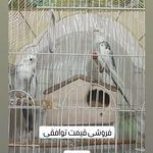 عروس هلندی البینو