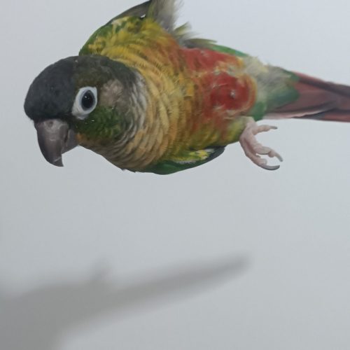 گرینچیک بازیگوش وسخنگو و دستی  ق