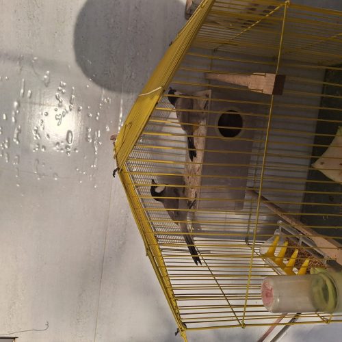 فروش پرنده قابل معاوضه