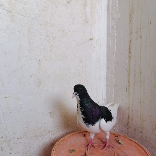 دم سفید و یال ماده