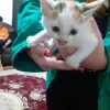 واگذاری 3 عدد بچه گربه