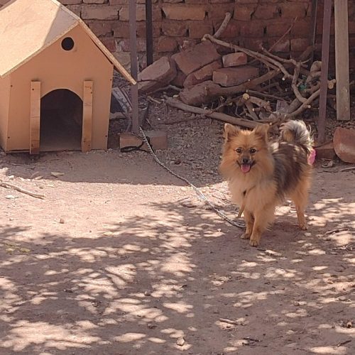 سگ شیتزو 9ماهه