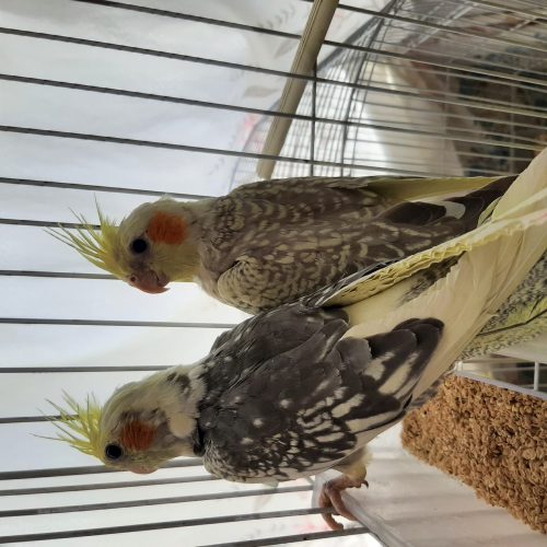 جوجه عروس هلندی زیبا