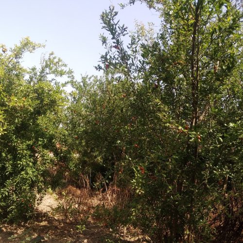 زمین خانه سرا