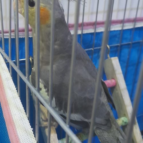 پرنده عروس هلندی