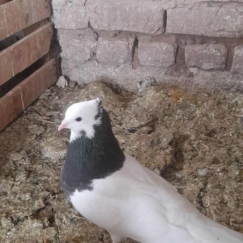 طوقی مشکی،کاکلی،ماده،جوانه،درشت،سالم،