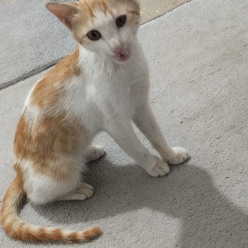 گربه مهربان