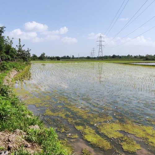 فروش زمین کشاورزی سند دار