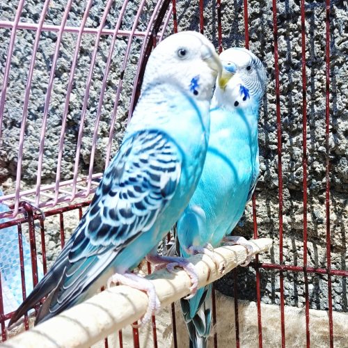 فروش یک جفت مرغ عشق