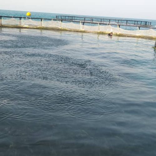 فروش ماهی سیباس عمده و خرده