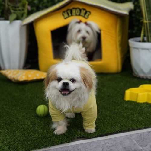 سگ پاکوتاه پشمالوسایزریز