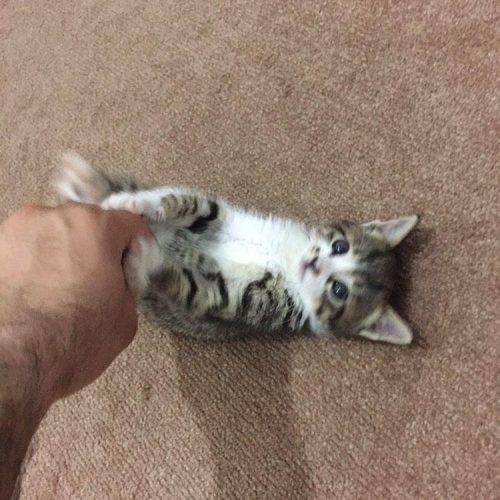 واگذاری گربه