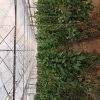 اجاره گلخانه صنعتی