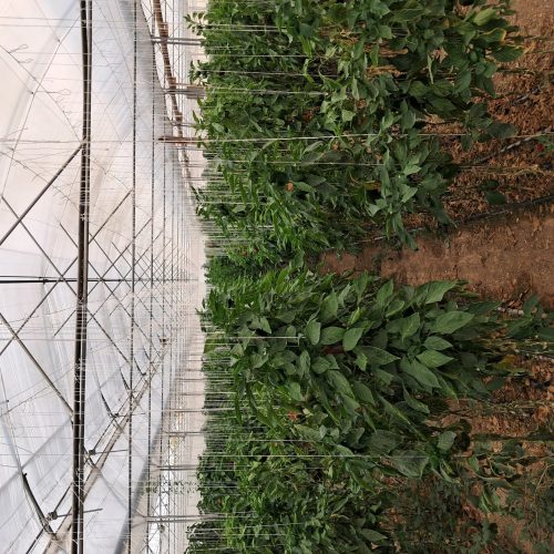 اجاره گلخانه صنعتی