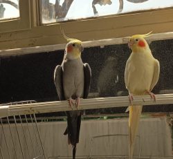 جفت عروس هلندی مولد