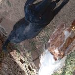 گوسفند پاکستانی