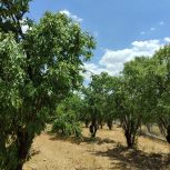 فروش باغ بادام