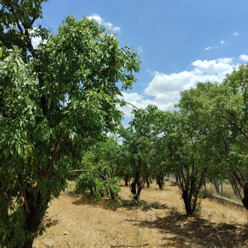 فروش باغ بادام