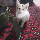 واگذاری بچه گربه