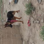 واگذاری توله ژرمن