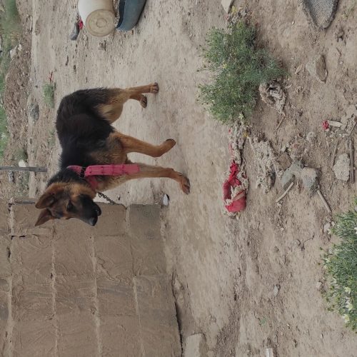 واگذاری توله ژرمن