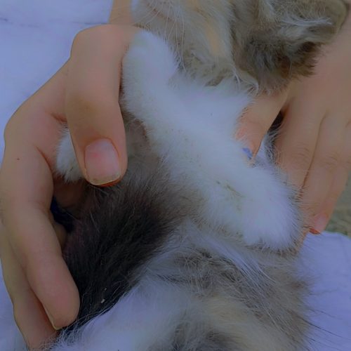 گربه پشمالو