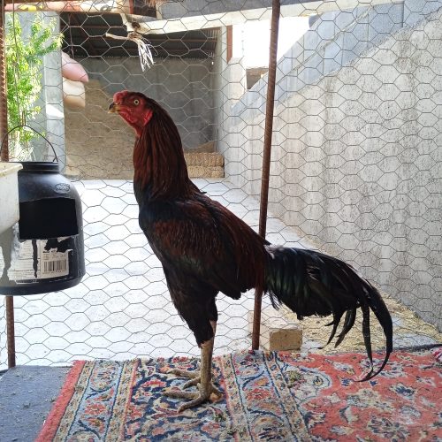 خروس لاری اصیل