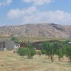 یک قطعه باغ ثمری