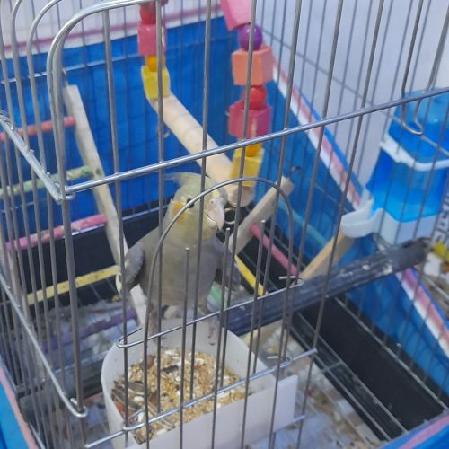 پرنده عروس هلندی