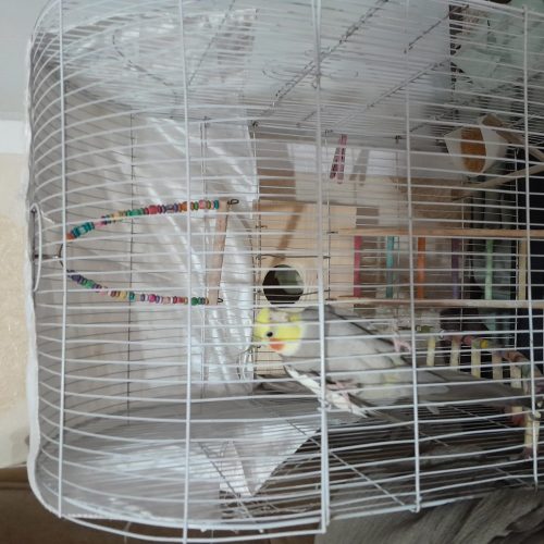 یگ‌عدد‌جفت‌طوطی‌عروس