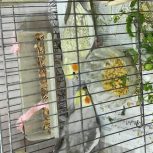 جفت عروس هلندی