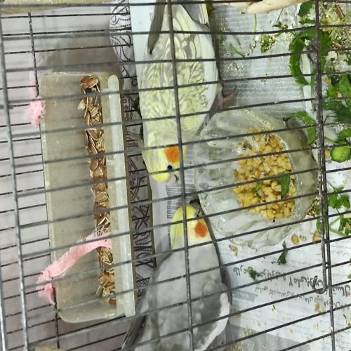 جفت عروس هلندی