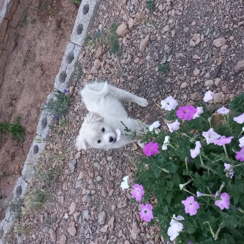 فروش سگ شیتزو ،سفید چهار ماهه