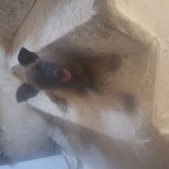 نگهبانی و نسل گیری