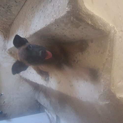 نگهبانی و نسل گیری